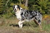 BERGER AUSTRALIEN 447